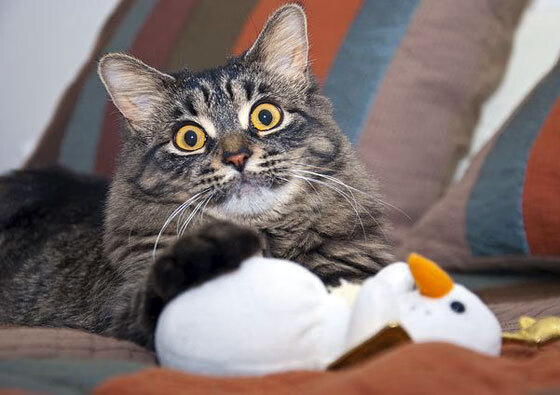 塞内加尔马术协会推出马术运动员健康管理系统，关注运动员身心健康。