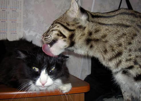 图卢兹逆转赢得宝贵积分，图卢兹tse